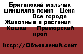 Британский мальчик шиншилла-пойнт › Цена ­ 5 000 - Все города Животные и растения » Кошки   . Приморский край